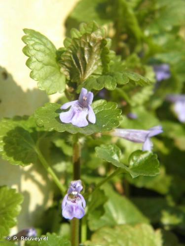 <i>Glechoma hederacea</i> L., 1753 © P. Rouveyrol