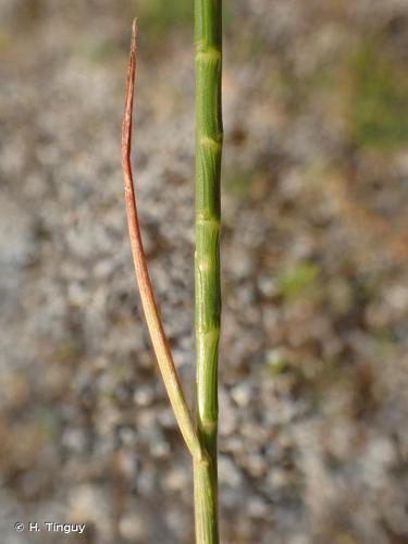 <i>Hainardia cylindrica</i> (Willd.) Greuter, 1967 © H. Tinguy