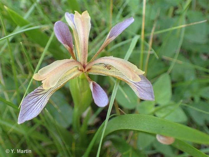 <i>Iris foetidissima</i> L., 1753 © 