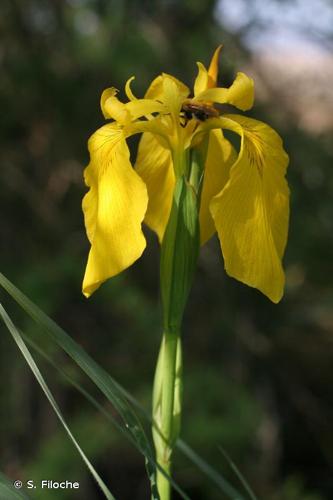 <i>Iris pseudacorus</i> L., 1753 © S. Filoche
