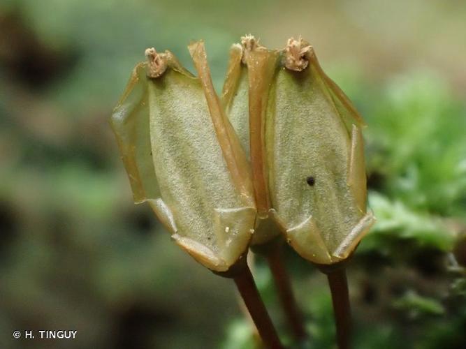 <i>Buxbaumia viridis</i> (Moug. ex Lam. & DC.) Brid. ex Moug. & Nestl. © H. TINGUY