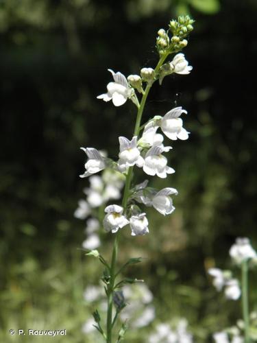 <i>Linaria repens</i> (L.) Mill., 1768 © P. Rouveyrol