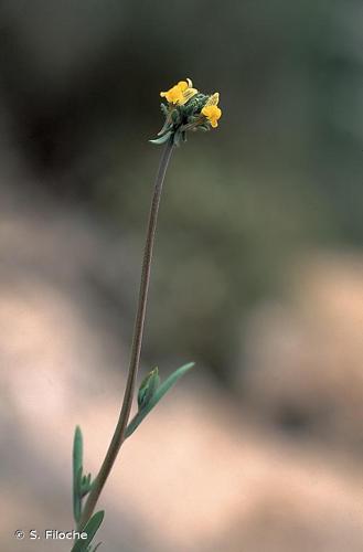<i>Linaria simplex</i> (Willd.) DC., 1805 © S. Filoche