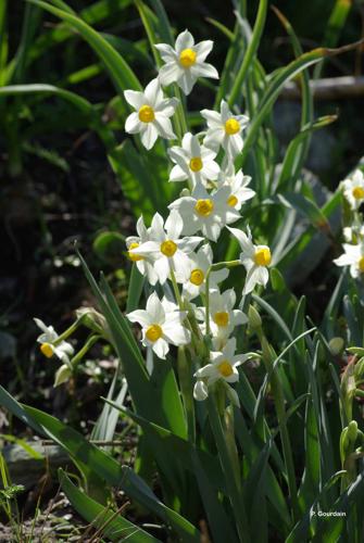 <i>Narcissus tazetta</i> L., 1753 © P. Gourdain
