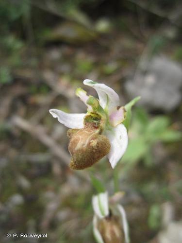 <i>Ophrys arachnitiformis</i> Gren. & M.Philippe, 1860 © P. Rouveyrol