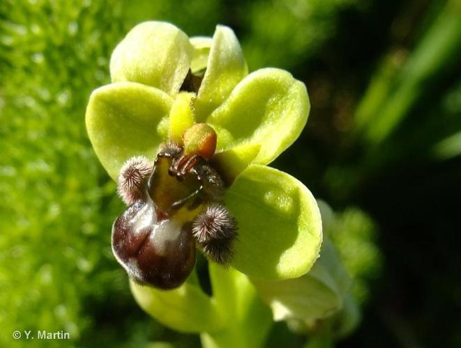 <i>Ophrys bombyliflora</i> Link, 1800 © 