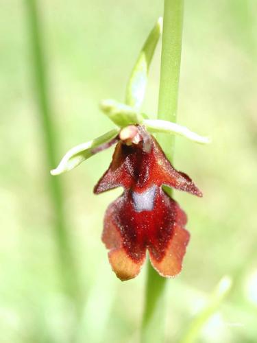 <i>Ophrys insectifera</i> L., 1753 © A. Horellou