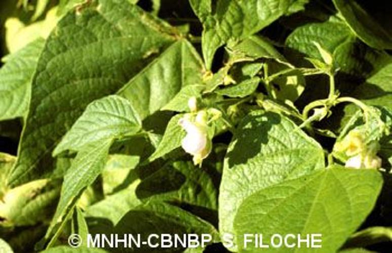 <i>Phaseolus vulgaris</i> L., 1753 © MNHN-CBNBP S. Filoche