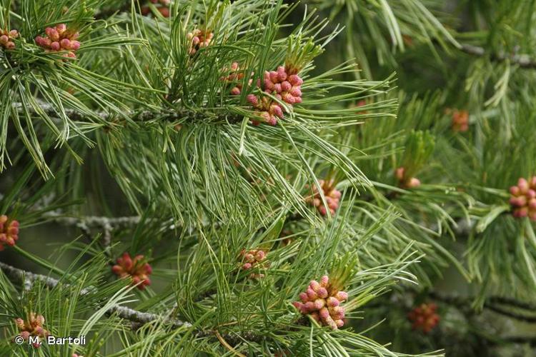 <i>Pinus cembra</i> L., 1753 © M. Bartoli