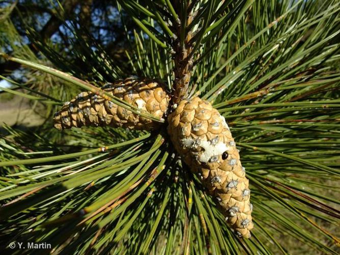 <i>Pinus nigra</i> J.F.Arnold, 1785 © 