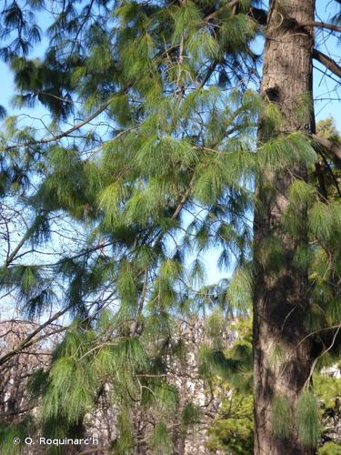 <i>Pinus wallichiana</i> A.B.Jacks., 1947 © O. Roquinarc'h