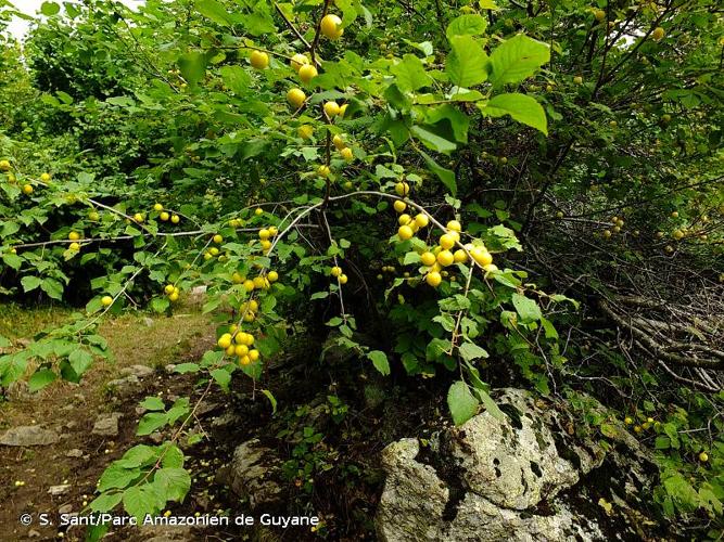 <i>Prunus brigantina</i> Vill., 1786 © S. Sant/Parc Amazonien de Guyane