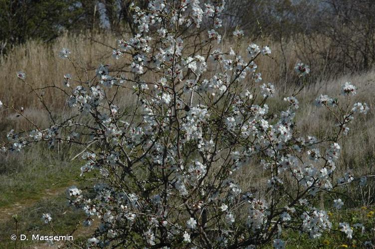 <i>Prunus dulcis</i> (Mill.) D.A.Webb, 1967 © D. Massemin