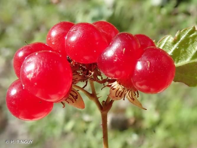 <i>Rubus saxatilis</i> L., 1753 © H. TINGUY