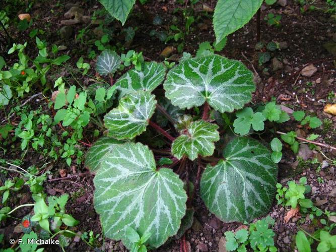 <i>Saxifraga stolonifera</i> Curtis, 1774 © F. Michalke