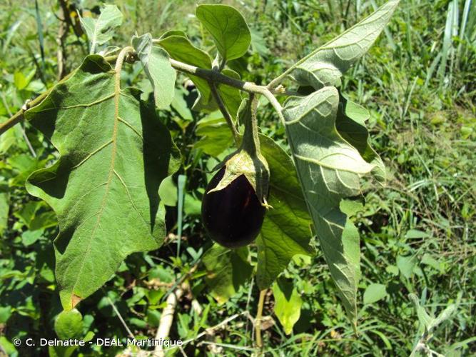 <i>Solanum melongena</i> L., 1753 © C. Delnatte - DEAL Martinique