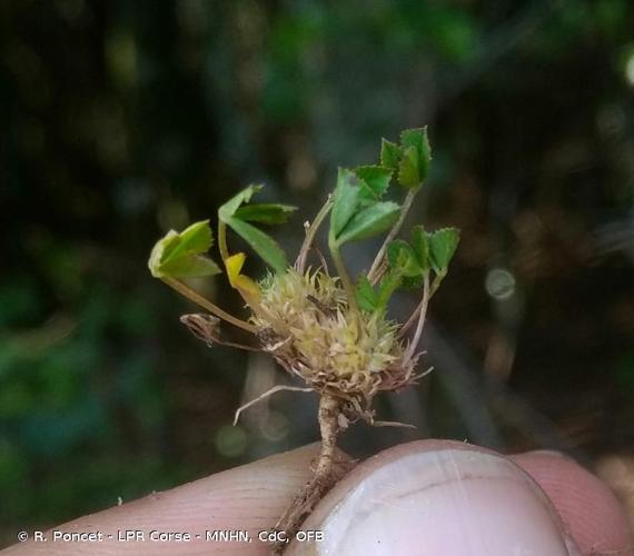 <i>Trifolium suffocatum</i> L., 1771 © R. Poncet - LPR Corse - MNHN, CdC, OFB