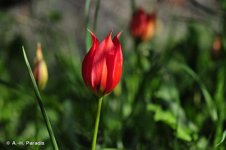 <i>Tulipa agenensis</i> DC., 1804 © A.-H. Paradis