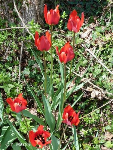 <i>Tulipa raddii</i> Reboul, 1822 © 