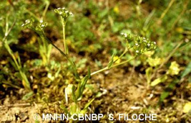 <i>Valerianella eriocarpa</i> Desv., 1809 © MNHN-CBNBP S. Filoche
