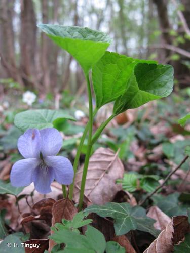 <i>Viola mirabilis</i> L., 1753 © H. Tinguy