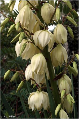 <i>Yucca filamentosa</i> L., 1753 © 