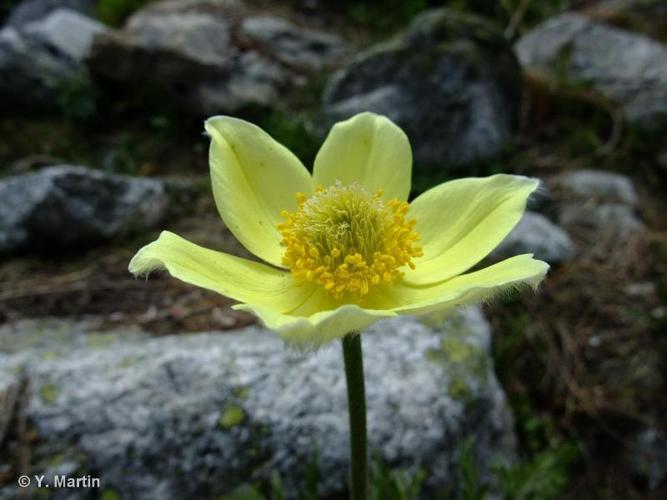 <i>Anemone alpina </i>subsp.<i> apiifolia</i> (Scop.) O.Bolòs & Vigo, 1974 © 