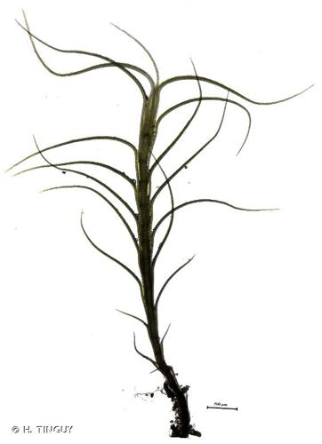 <i>Distichium capillaceum</i> (Hedw.) Bruch & Schimp., 1846 © H. TINGUY