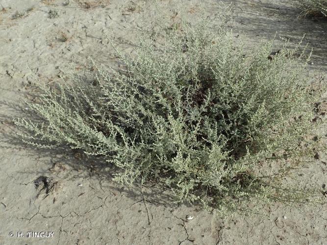 <i>Artemisia caerulescens </i>subsp.<i> gallica</i> (Willd.) K.Perss., 1974 © H. TINGUY