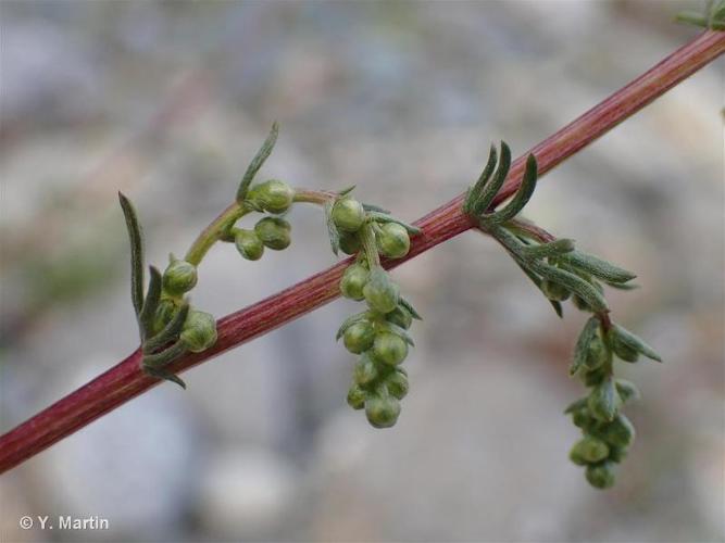 <i>Artemisia campestris </i>subsp.<i> alpina</i> (DC.) Arcang., 1882 © 