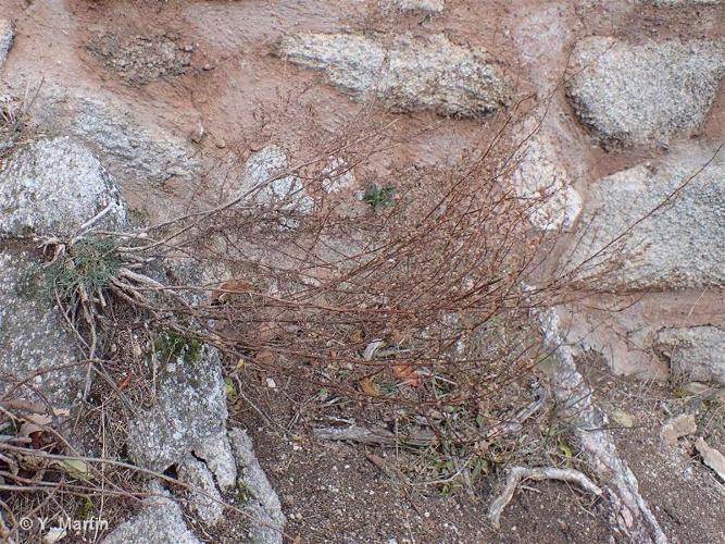<i>Artemisia campestris </i>L., 1753 subsp.<i> campestris</i> © 