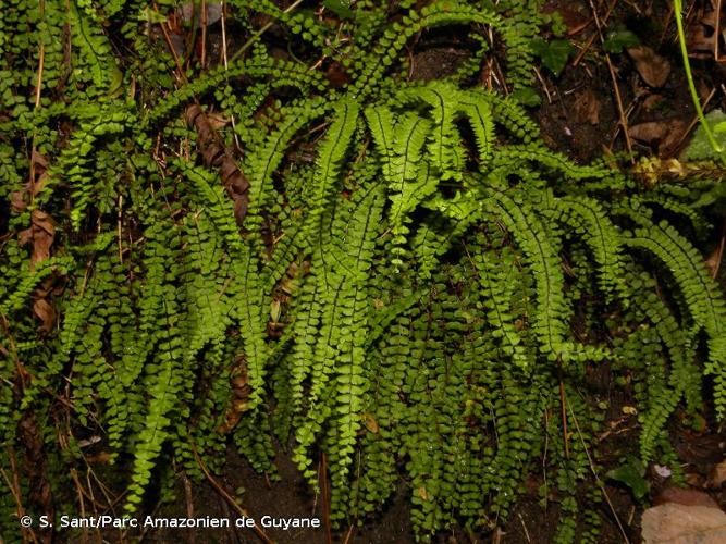 <i>Asplenium trichomanes </i>nothosubsp.<i> lusaticum</i> (D.E.Mey.) Lawalrée, 1978 © S. Sant/Parc Amazonien de Guyane