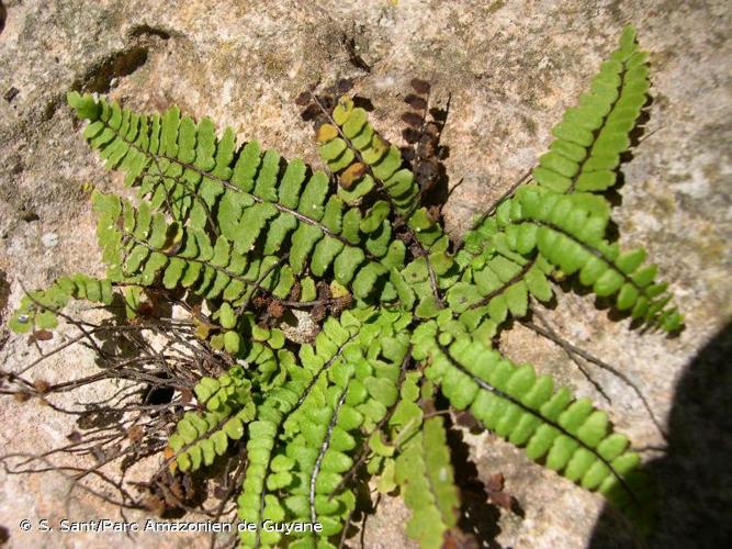 <i>Asplenium trichomanes </i>subsp.<i> pachyrachis</i> (Christ) Lovis & Reichst., 1980 © S. Sant/Parc Amazonien de Guyane