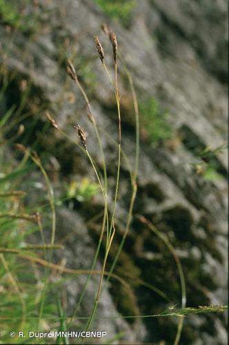 <i>Carex sempervirens </i>Vill., 1787 subsp.<i> sempervirens</i> © R. Dupré MNHN/CBNBP