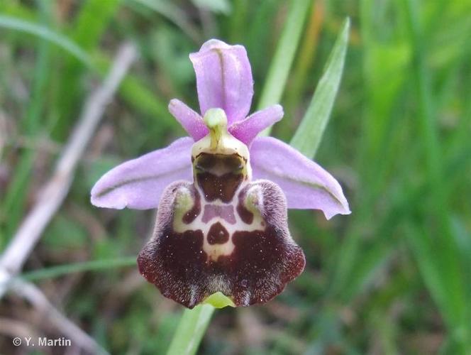 <i>Ophrys fuciflora </i>(F.W.Schmidt) Moench, 1802 subsp.<i> fuciflora</i> © 