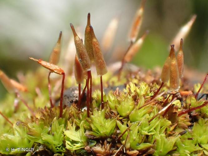 <i>Encalypta vulgaris</i> Hedw., 1801 © H. TINGUY