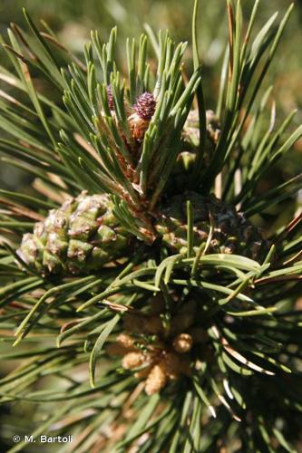 <i>Pinus mugo </i>subsp.<i> uncinata</i> (Ramond ex DC.) Domin, 1936 © M. Bartoli