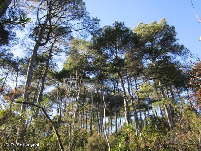 <i>Pinus nigra </i>subsp.<i> salzmannii</i> (Dunal) Franco, 1943 © P. Rouveyrol