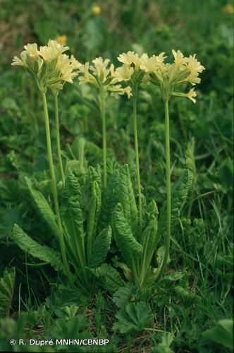 <i>Primula elatior </i>subsp.<i> intricata</i> (Gren. & Godr.) Widmer, 1891 © R. Dupré MNHN/CBNBP