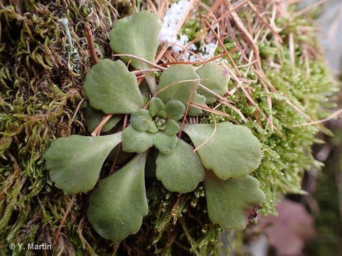 <i>Saxifraga cuneifolia </i>L., 1759 subsp.<i> cuneifolia</i> © 