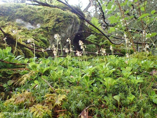 <i>Saxifraga cuneifolia </i>subsp.<i> robusta</i> D.A.Webb, 1988 © 