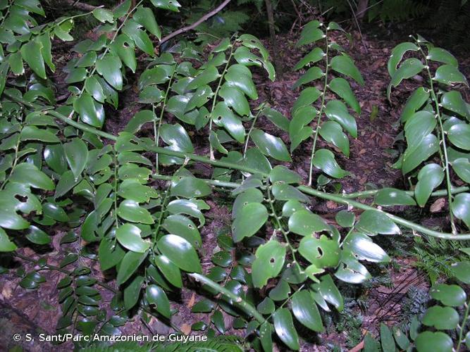 <i>Semele androgyna</i> (L.) Kunth, 1850 © S. Sant/Parc Amazonien de Guyane