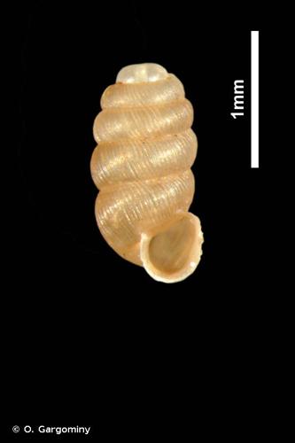 <i>Truncatellina cylindrica</i> (A. Férussac, 1807) © O. Gargominy