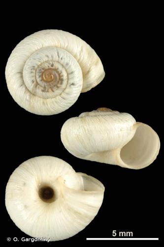 <i>Xerotricha apicina</i> (Lamarck, 1822) © O. Gargominy