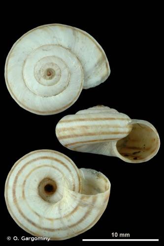 <i>Cernuella neglecta</i> (Draparnaud, 1805) © O. Gargominy