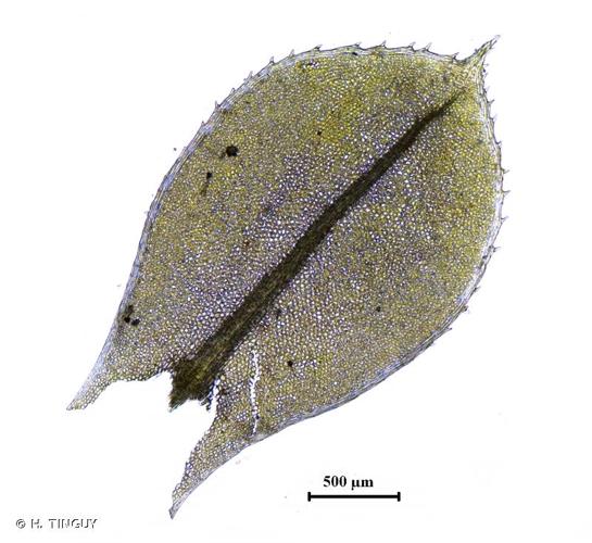 <i>Plagiomnium cuspidatum</i> (Hedw.) T.J.Kop., 1968 © H. TINGUY