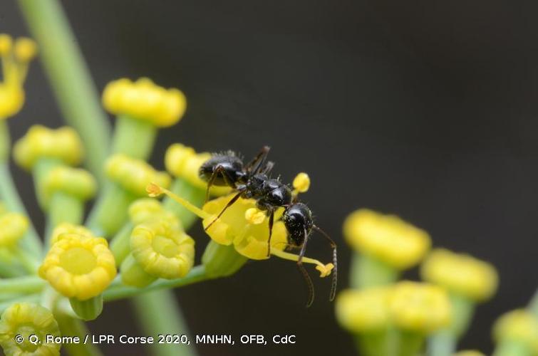 <i>Camponotus piceus</i> (Leach, 1825) © Q. Rome / LPR Corse 2020, MNHN, OFB, CdC