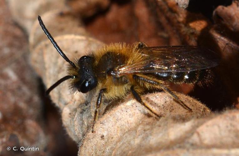 <i>Andrena lagopus</i> Latreille, 1809 © C. Quintin