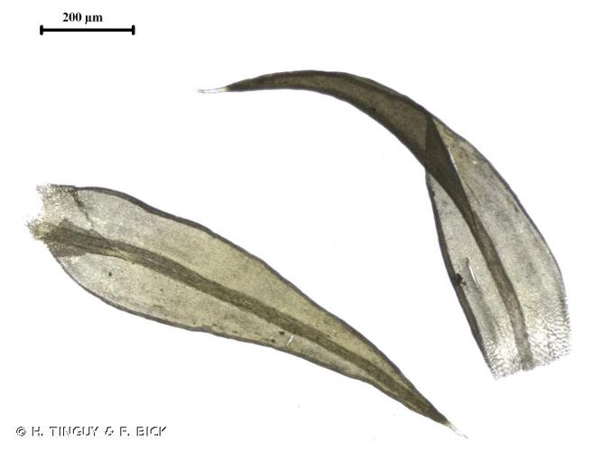 <i>Grimmia lisae</i> De Not., 1837 © H. TINGUY & F. BICK