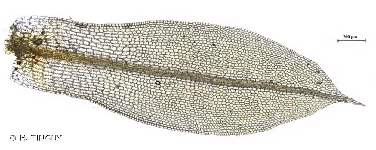 <i>Tortula truncata</i> (Hedw.) Mitt., 1870 © H. TINGUY